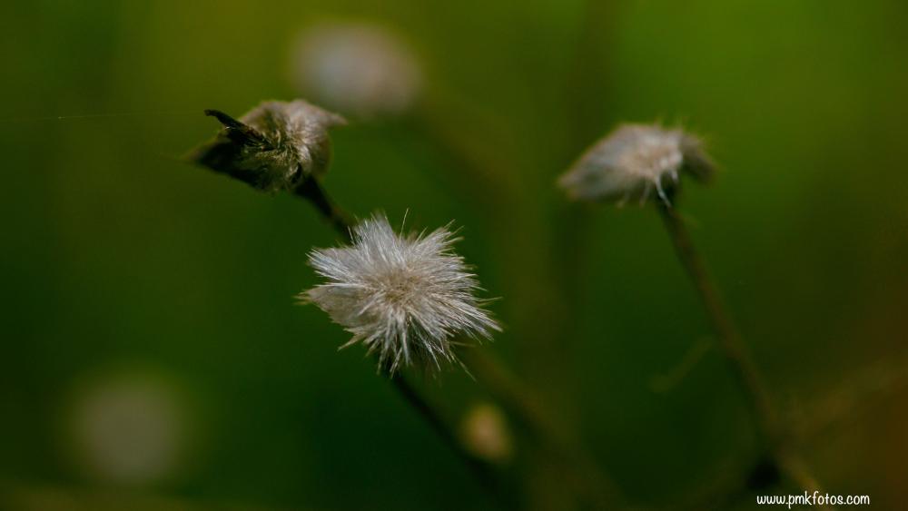 micro