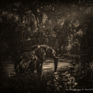 ...to be Free (Africa 2016)