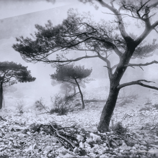 In the mist