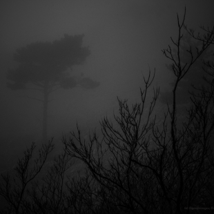...in the Mist