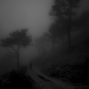 ...in the Mist