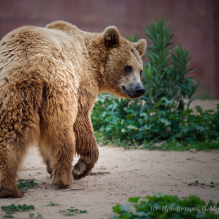 RESPECT 