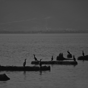 .......to be free