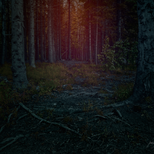 DARK FOREST 3/3 - ( the EXIT )