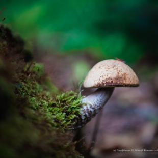 ...in the forest (Romania 2016)