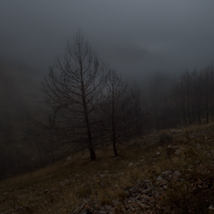 misty lines