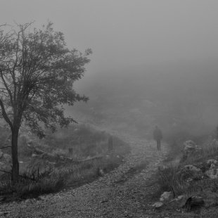 in the mist