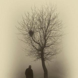IN THE MIST