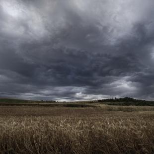 fields and the real gold