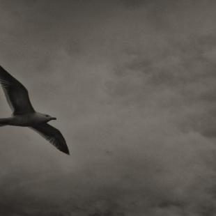free traveller