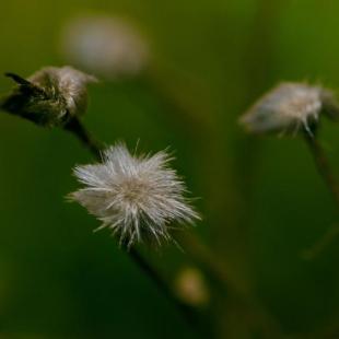 micro