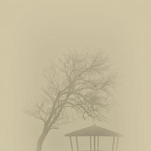 IN THE MIST