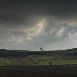 golden fields