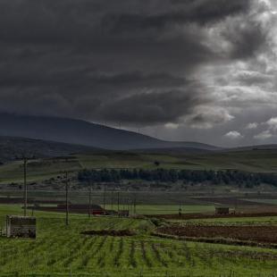 golden fields