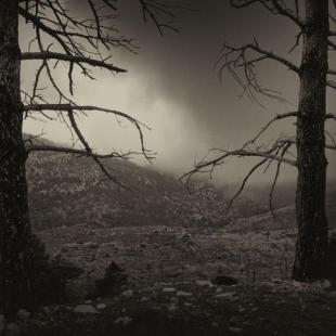 IN THE MIST   