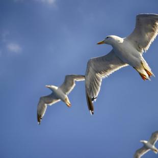 TO BE FREE