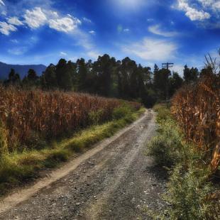 INTO THE FIELD