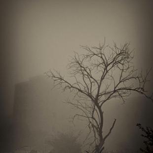 IN THE MIST 
