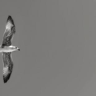 to be FREE