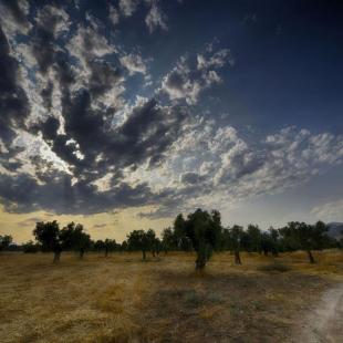 OLIVE TRIE FIELD