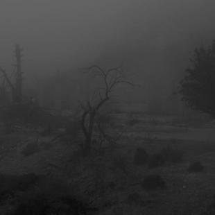 IN THE MIST